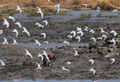 墨水河入海口湿地实拍：青脚鹬、翘嘴鹬……约不约