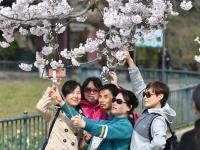 带上那个TA，一起去中山公园赏首届樱花节 