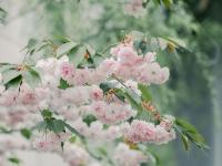 樱雨落纷飞 温暖四月天丨美图周赏⑬