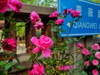 樱雨落纷飞 温暖四月天丨美图周赏⑬