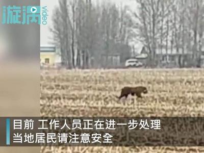 黑龙江鸡西“虎出没”咬伤群众拍碎车窗，正合围中