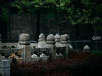 长宁路：闹市中辟幽静，这里有片古建筑群值得看 | 百年·百街⑤