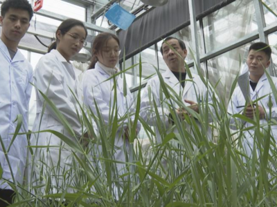 世界首款大麦高密度液相单核苷酸多态性芯片研发成功