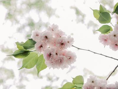 晚樱与新柳！暮春时节，这两种色彩好搭