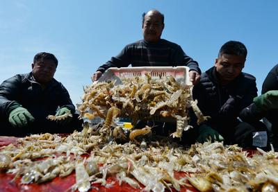 春捕船靠岸实拍：虾虎、八带、鮟鱇鱼