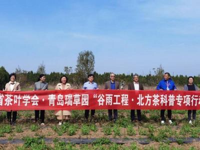 “明前茶”最好喝？这场科普告诉你，青岛最好的是“谷雨茶”