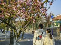 宁武关路：海棠花簇拥的八大关景区主街①