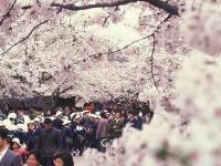 城市影像档案|回望中山公园百年樱花会