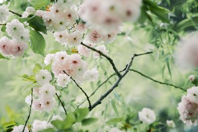 晚樱与新柳！暮春时节，这两种色彩好搭