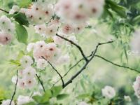 晚樱与新柳！暮春时节，这两种色彩好搭