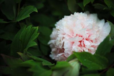 国色天香牡丹开 雨后“花中之王”美出新高度