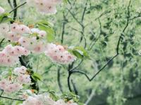 晚樱与新柳！暮春时节，这两种色彩好搭