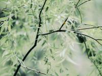 晚樱与新柳！暮春时节，这两种色彩好搭