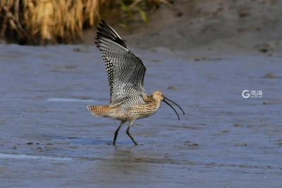 墨水河入海口湿地实拍：青脚鹬、翘嘴鹬……约不约