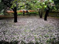 花伴雨！这是走进童话世界里了吧