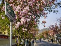 宁武关路：海棠花簇拥的八大关景区主街①
