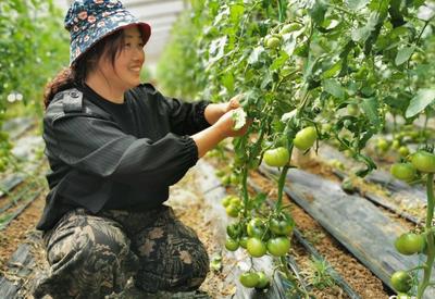 平度市云山镇后营村种植草莓西红柿效益可观