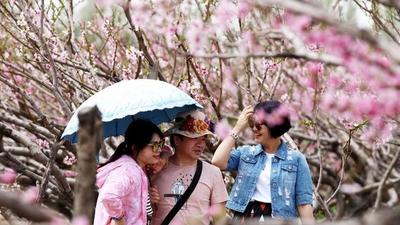 双城花记③ | @青岛人：追着花儿游新疆