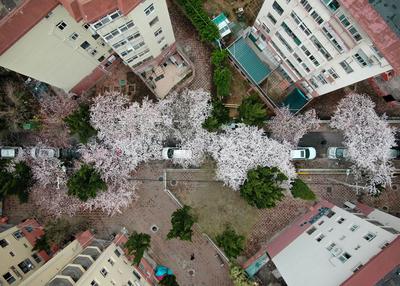 青岛“宝藏小路”： 樱花颜值不输中山公园 