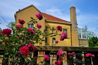 蔷薇路：花期长达6个月的青岛“漫画小道”丨百年·百街 ④