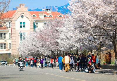 海大樱花大道实拍：观赏须提前3天预约