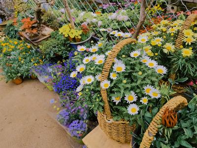 春色太美想带回家？来这里，赏花购花两不误