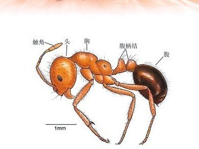 红火蚁位列全球最危险入侵物种，已传播至10余省份