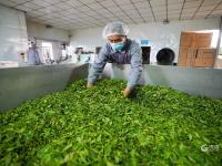 最高每斤1.5万，崂山头茬春茶真“金贵”