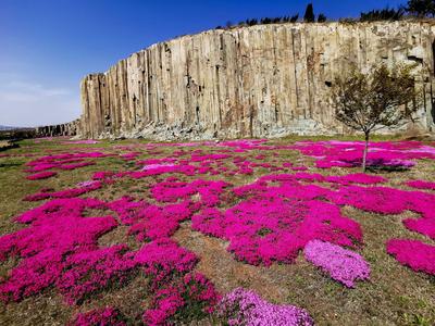 历经一亿多年，神奇马山石林山花烂漫 