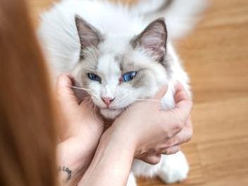 英国出现人传宠物新冠病毒案例，两只猫被主人传染