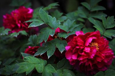 国色天香牡丹开 雨后“花中之王”美出新高度