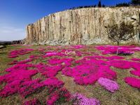 历经一亿多年，神奇马山石林山花烂漫 