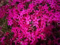 历经一亿多年，神奇马山石林山花烂漫 