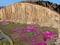 历经一亿多年，神奇马山石林山花烂漫 