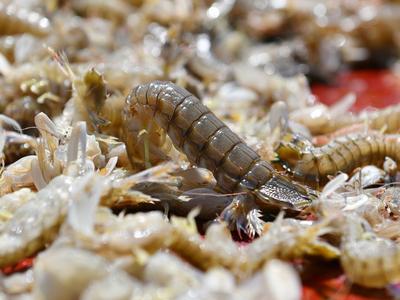 春捕船靠岸实拍：虾虎、八带、鮟鱇鱼