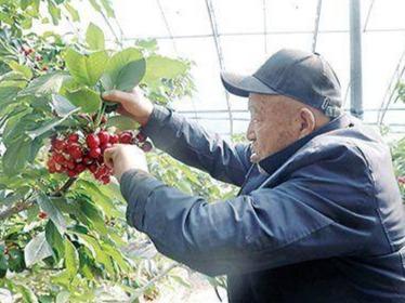 每斤130元！青岛第一批大樱桃上市啦