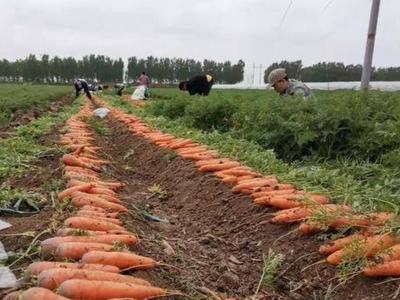 年产胡萝卜30万吨！观海记者带您打卡青岛“胡萝卜”特色小镇