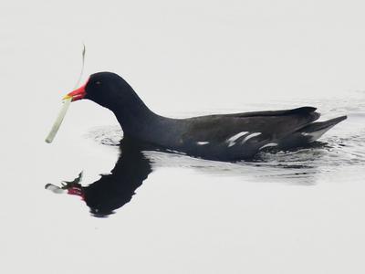 水清岸绿鸟来栖，好一幅湿地生态画卷！