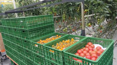 “三进听民声”|改变“靠天吃饭”  解锁莱西这个智慧小镇的农业密码