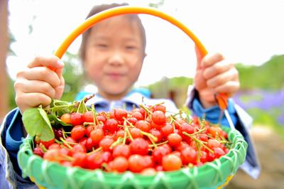 等到了！五月的青岛终于开启“樱桃时间”