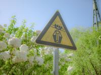 初夏里的小清新？绣球荚蒾开啦