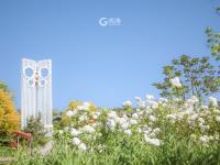 初夏里的小清新？绣球荚蒾开啦