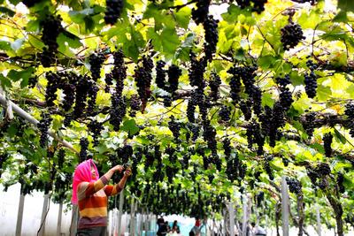 即墨逛吃又添新去处！“农旅葡萄”迎丰收