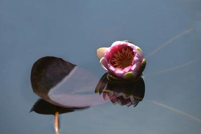 初夏最美的花事！世博园中华睡莲池初绽
