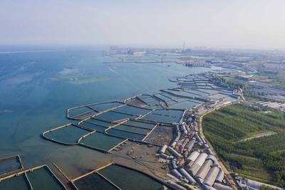 实拍：西海岸海参养殖池，沧海变“桑田” 宛如调色盘！