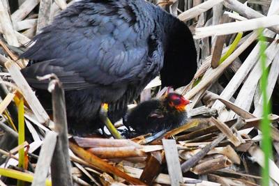 白沙河湿地添新景象，野鸭妈妈天天来遛娃