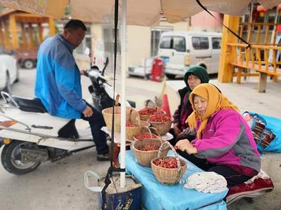 4000多亩山色峪樱桃熟了