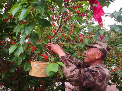 4000多亩山色峪樱桃熟了，入园采摘每人40元左右，速约！