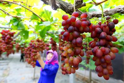 即墨逛吃又添新去处！“农旅葡萄”迎丰收
