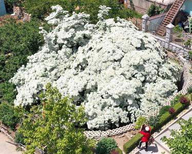 “飘雪”啦！城阳300岁流苏树迎来盛花期